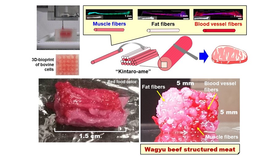 Diagram demonstrating the manufacturing process and samples of cultured Wagyu beef produced using the 3D printing-based original tissue modeling technology