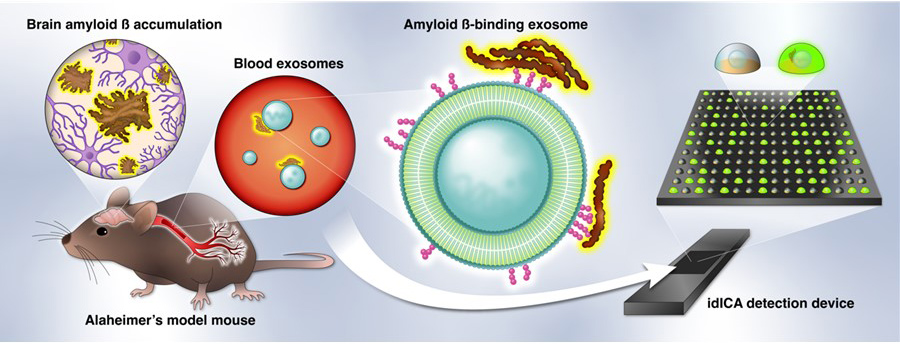 Concept for digital detection of amyloid ß-binding exosomes in the blood of an Alzheimer’s disease model mouse (Kohei Yuyama).