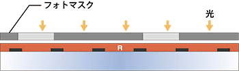 露光