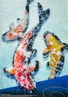 錦鯉 － 水面を彩る舞い