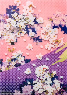 春の桜 － 夜の余韻に咲く