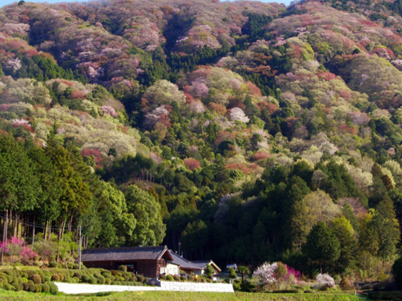 桜川市ヤマザクラの花