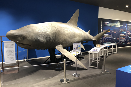 原点である「日本一のサメの博物館」に回帰し、シンボルスポットとして観光客増員を図る！　シャークミュージアム展示リニューアル