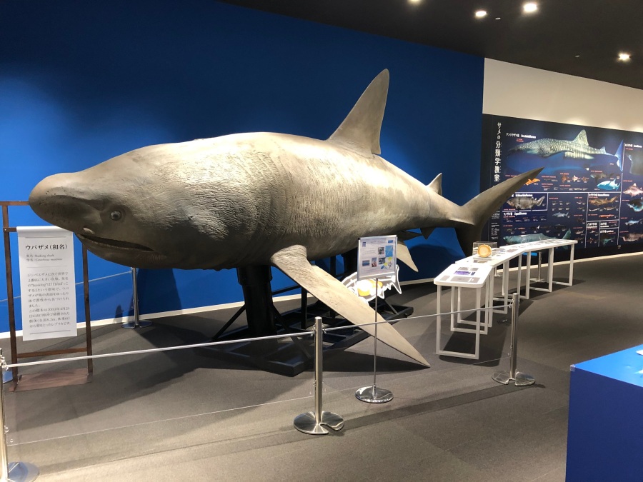 シャークミュージアム展示リニューアル｜TOPPAN