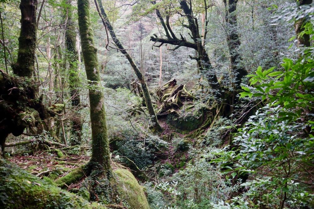 SA級:屋久島の森(鹿児島県熊毛郡屋久島町)