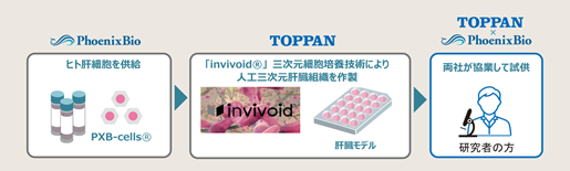 TOPPANホールディングスとフェニックスバイオ、「人工三次元肝臓組織」の試供に向けた業務提携を締結
